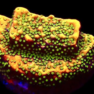 WYSIWYG 21J Gold Rush Montipora Frag