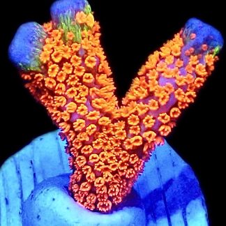 WYSIWYG 22D Bubblegum Montipora