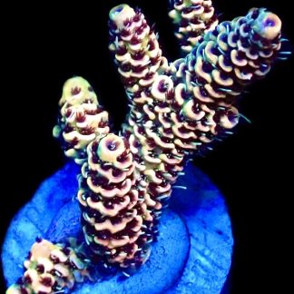 WYSIWYG 24D Pink Delight Millepora Frag