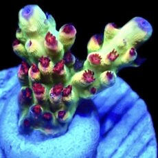 Indo Shortcake Acropora Frag