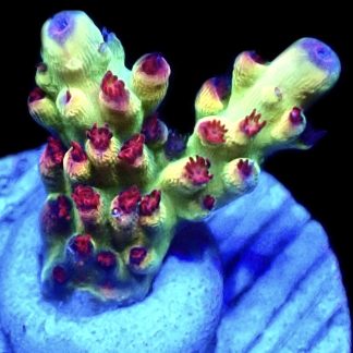 WYSIWYG 13G M.O.C. Shortcake Acropora Frag