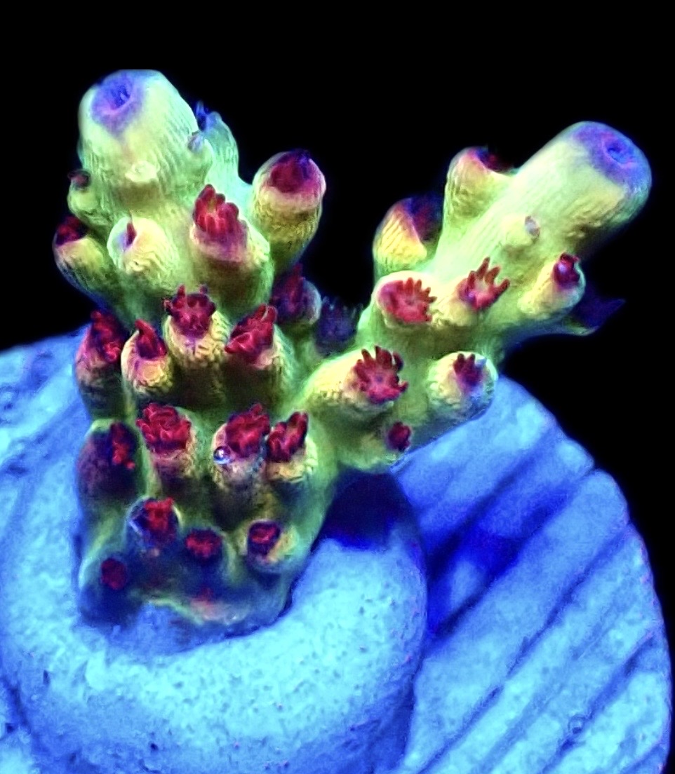 Indo Shortcake Acropora Frag