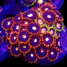WYSIWYG Zoanthid Frag T1