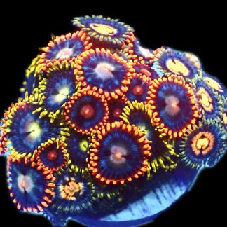 WYSIWYG Zoanthid Frag R5