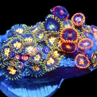 WYSIWYG Zoanthid Frag R6