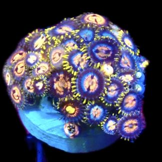 WYSIWYG Zoanthid Frag C11