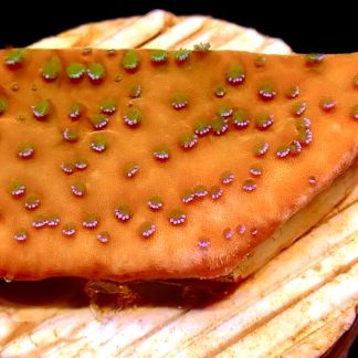 WYSIWYG 7J Gold Rush Montipora Frag