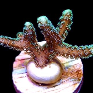 WYSIWYG 13i Super Bright Fibre Optic Seriatopora