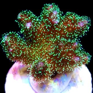 WYSIWYG 21D Sparkling Tinsel Pocillopora