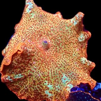 WYSIWYG 34H Golden Idol Mushroom