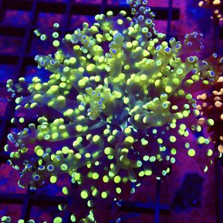 WYSIWYG T2 Grafted Lime / Purple Frogspawn Large Single Head