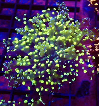 WYSIWYG T2 Grafted Lime / Purple Frogspawn Large Single Head