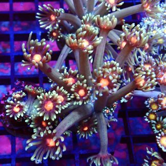 WYSIWYG T1 Fireball Goniopora Frag (20+ Polyps)