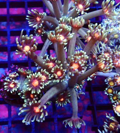 WYSIWYG T1 Fireball Goniopora Frag (20+ Polyps)