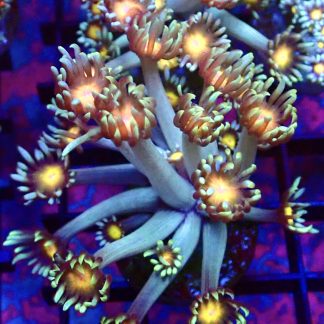 WYSIWYG T1 Purple Sunset Goniopora Frag (20+ Polyps)