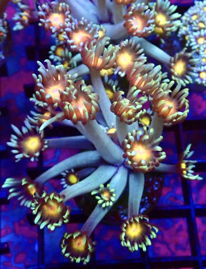 WYSIWYG T1 Purple Sunset Goniopora Frag (20+ Polyps)
