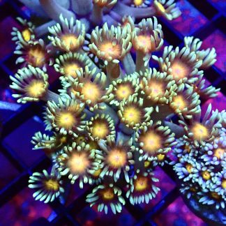 WYSIWYG T2 Purple Sunset Goniopora Frag (20+ Polyps)
