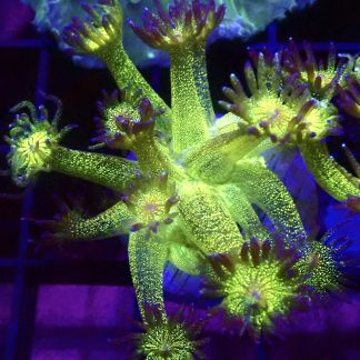 WYSIWYG A4 Glitterball Goniopora Frag 12+ Polyps