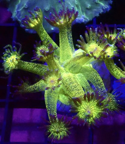 WYSIWYG A4 Glitterball Goniopora Frag 12+ Polyps