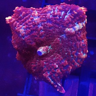 WYSIWYG A3 Redcurrant Bullseye Mushroom
