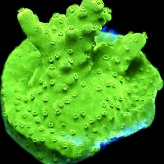 WYSIWYG 22B Rainbow Loom Acropora