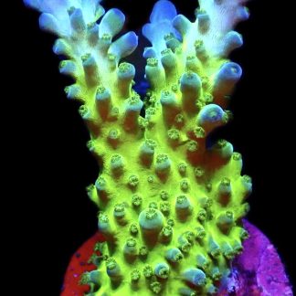 WYSIWYG 16H Violet Venom Acropora Large Frag