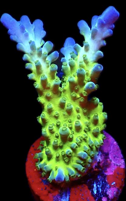 WYSIWYG 16H Violet Venom Acropora Large Frag