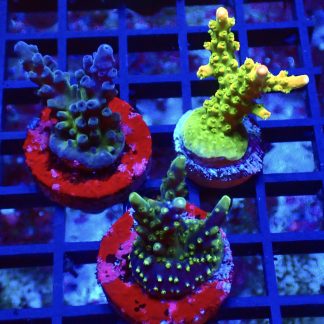 WYSIWYG Ultra Acropora  3 Frag Pack - (5)