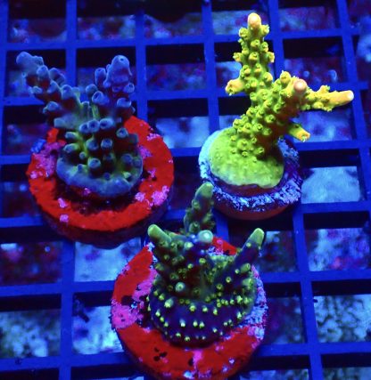 WYSIWYG Ultra Acropora  3 Frag Pack - (5)