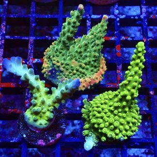 WYSIWYG Ultra Acropora  3 Frag Pack - (6)
