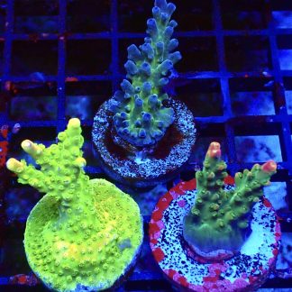 WYSIWYG Ultra Acropora  3 Frag Pack - (7)