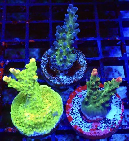 WYSIWYG Ultra Acropora  3 Frag Pack - (7)