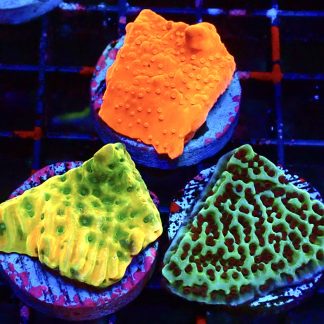 WYSIWYG Ultra Montipora  3 Frag Pack - (3)