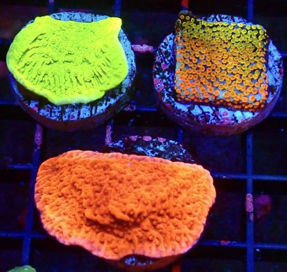 WYSIWYG Ultra Montipora  3 Frag Pack - (2)