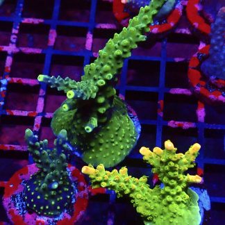 WYSIWYG Ultra Acropora  3 Frag Pack - (10)