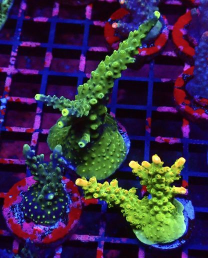 WYSIWYG Ultra Acropora  3 Frag Pack - (10)