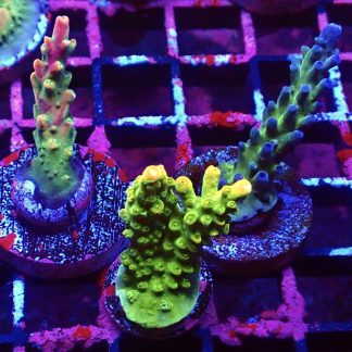 WYSIWYG  Ultra Acropora  3 Frag Pack - (8)