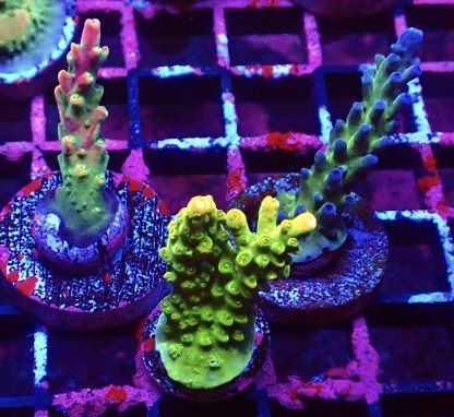 WYSIWYG  Ultra Acropora  3 Frag Pack - (8)