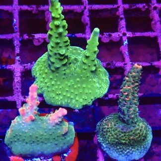 WYSIWYG Ultra Acropora  3 Frag Pack - (9)
