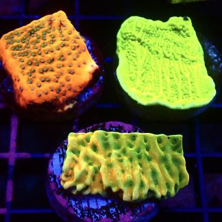 WYSIWYG Ultra Montipora  3 Frag Pack - (1)