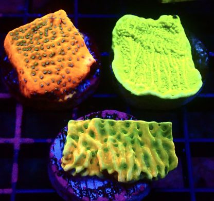 WYSIWYG Ultra Montipora  3 Frag Pack - (1)