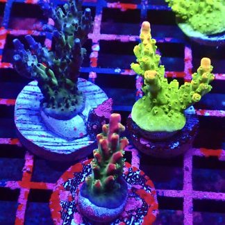 WYSIWYG Ultra Acropora  3 Frag Pack - (4)