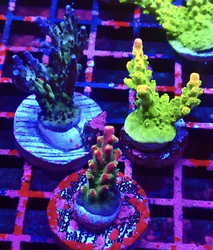 WYSIWYG Ultra Acropora  3 Frag Pack - (4)