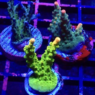 WYSIWYG Ultra Acropora  3 Frag Pack - (3)
