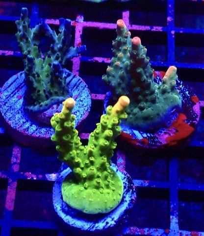 WYSIWYG Ultra Acropora  3 Frag Pack - (3)