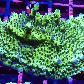 WYSIWYG R2 Tabling Acropora X Large