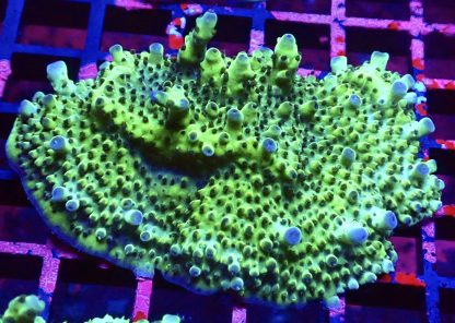 WYSIWYG R2 Tabling Acropora X Large