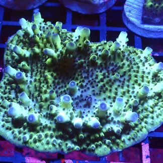 WYSIWYG R1 Tabling Acropora X Large