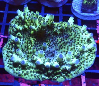 WYSIWYG R1 Tabling Acropora X Large