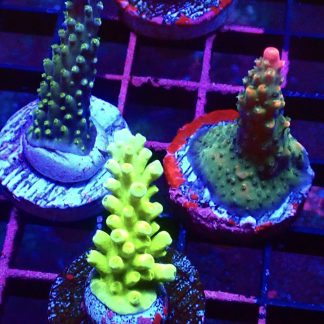 WYSIWYG Ultra Acropora  3 Frag Pack - (2)